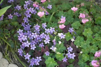 Œuvre de Ondine: Entremêlées