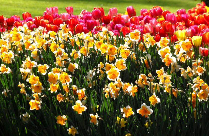 Quelques fleurs du zoo