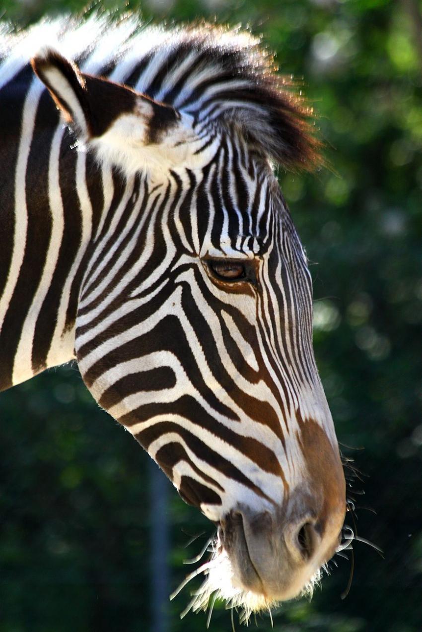 Fais-pas le zèbre !