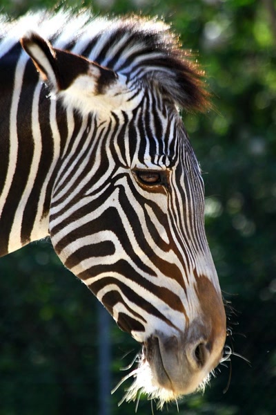 Fais-pas le zèbre !