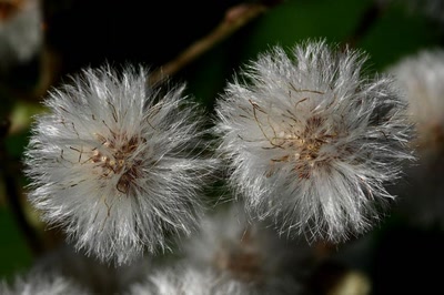 Du duvet, cette plante-là !