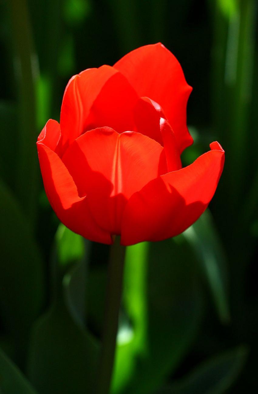 Les tulipes du zoo (4) Celle-ci , on dirait que c'