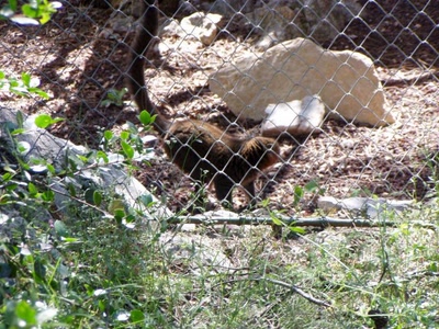Résultat de recherche: zoo