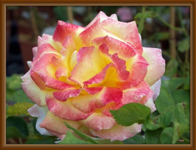 Œuvre de Nout: Douceur