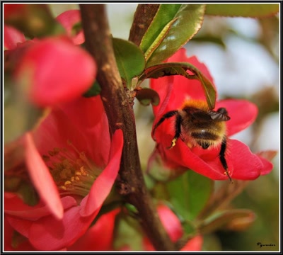 Œuvre de Pgarnier: Butinage.