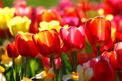 Œuvre de rami68: Les tulipes du zoo (3)