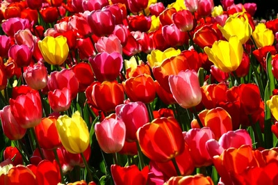 Œuvre de rami68: Les tulipes du zoo (2)