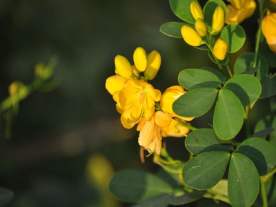 Œuvre de toe: Comme un bouton d'or..