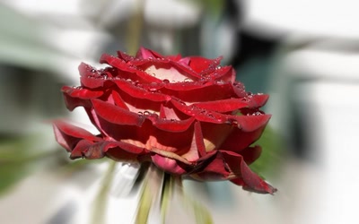 Œuvre de danque: Rose du jardin.