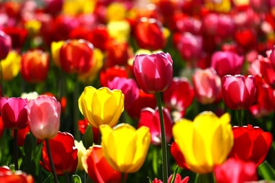 Œuvre de rami68: Les tulipes du zoo (5) Netteté sur l'une d'entre e