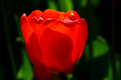 Œuvre de rami68: Les tulipes du zoo (6) Rouge... Rouge.