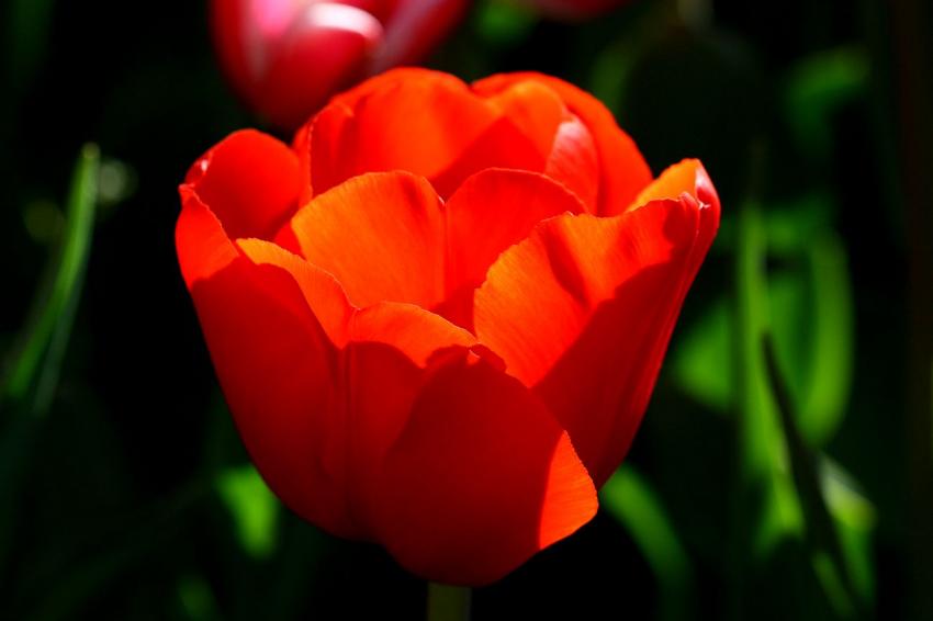 Les tulipes du zoo (8) Gros plan (2)