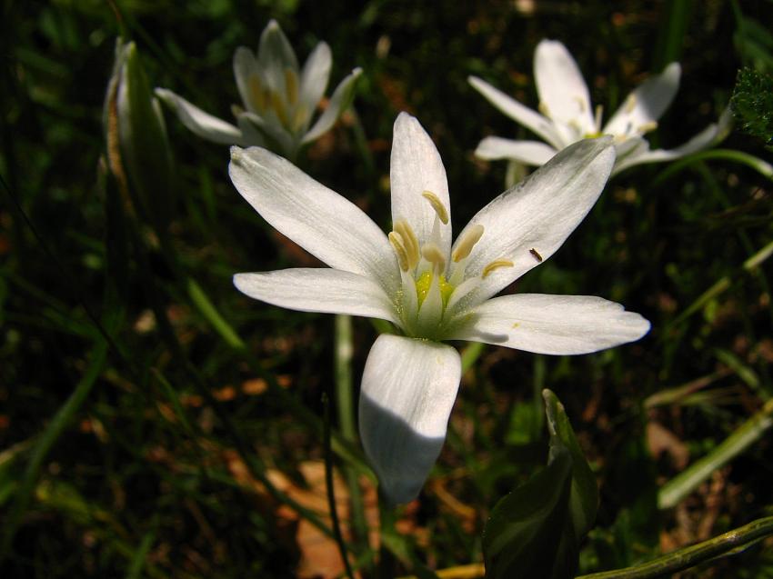 l'ornithogale " Dame d'onze heures "