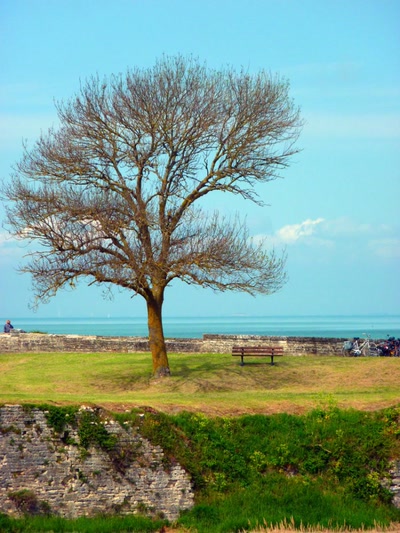 Œuvre de Yoyo: L'arbre de la citadelle