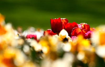 Œuvre de rami68: Les tulipes du zoo (6)