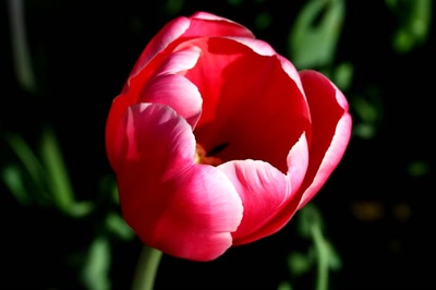 Œuvre de rami68: Les tulipes du zoo (7) Gros plan