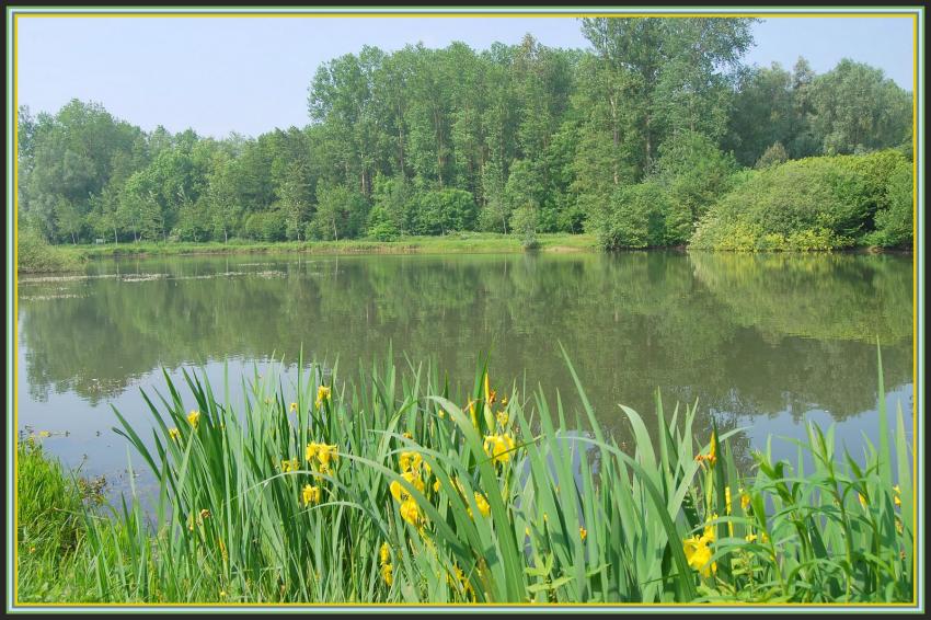Iris jaunes sur plan d'eau