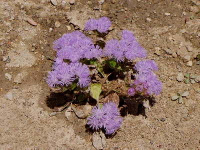 Résultat de recherche: fleurs