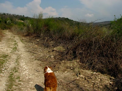 Œuvre de louloup: coupes barbares