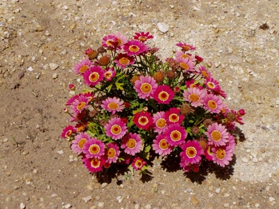 Résultat de recherche: fleurs