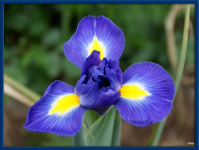 Œuvre de Nout: Un joli bleu