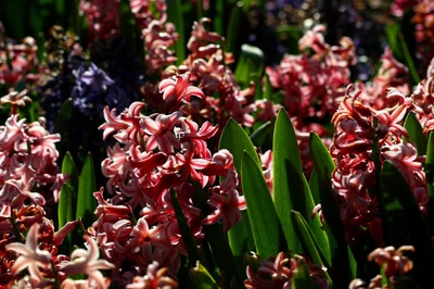 Résultat de recherche: Quelques fleurs ( ? ) du zoo (3)