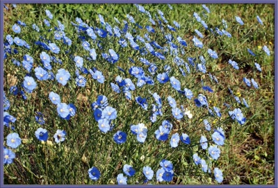 Résultat de recherche: Fleurs de lin