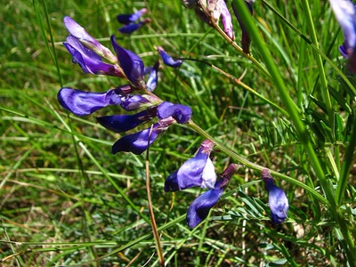 Œuvre de louloup: Vesce faux sainfoin