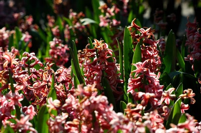 Résultat de recherche: Quelques fleurs ( ? ) du zoo (4)