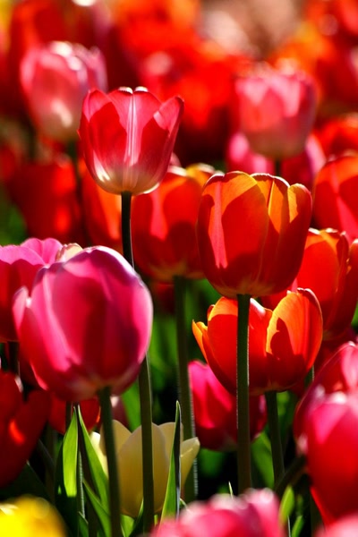 Œuvre de rami68: Les tulipes du zoo(11) 