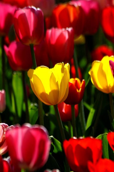 Œuvre de rami68: Les tulipes du zoo(12) Tiens... Un peu de jaune.