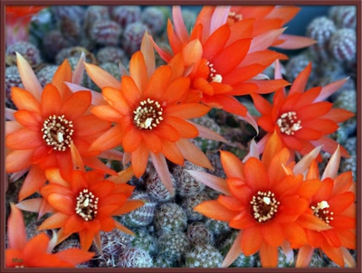 Œuvre de Nout: Plante grasse