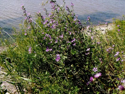 Résultat de recherche: fleurs