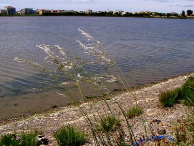 Résultat de recherche: fleurs