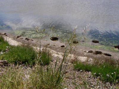 Résultat de recherche: fleurs