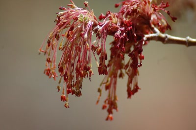 Œuvre de toe: en fleurs
