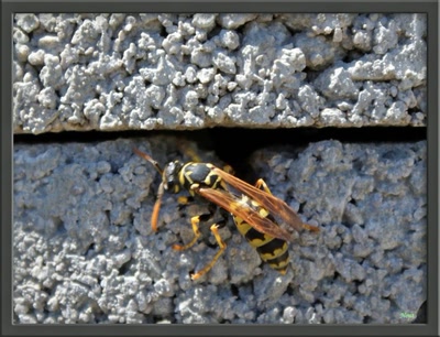 Œuvre de Nout: Taille de guêpe