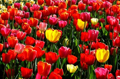 Œuvre de rami68: Les tulipes du zoo(13) Tiens... Un peu de jaune.