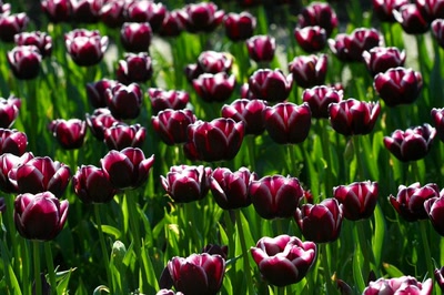 Œuvre de rami68: Les tulipes du zoo(15) Tiens... Une autre couleur 
