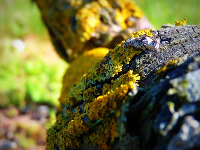 Œuvre de Yoyo: Pied de vigne