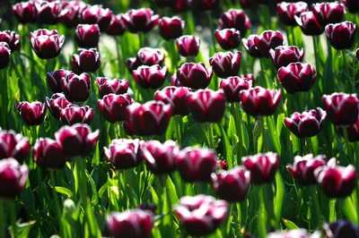 Œuvre de rami68: Les tulipes du zoo(16) 