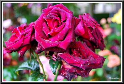 Résultat de recherche: Les roses du Lude.