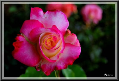 Résultat de recherche: Les roses du Lude.