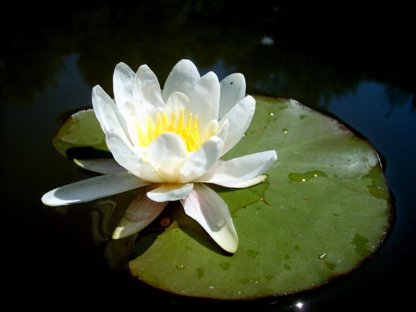 beauté à la dérive