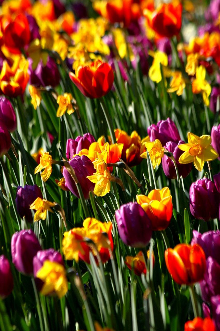 Les tulipes du zoo(20) Les dernières