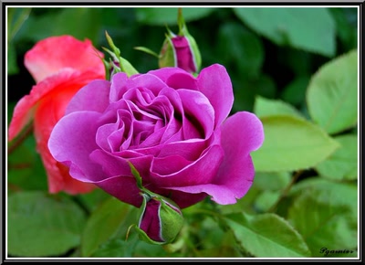 Résultat de recherche: Les roses du Lude