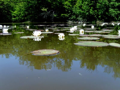 Résultat de recherche: la danse des nénuphars