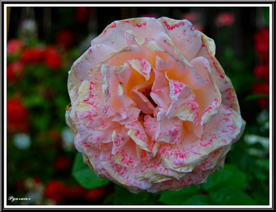 Résultat de recherche: Les roses du Lude