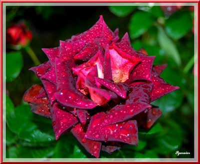 Résultat de recherche: Les roses du Lude