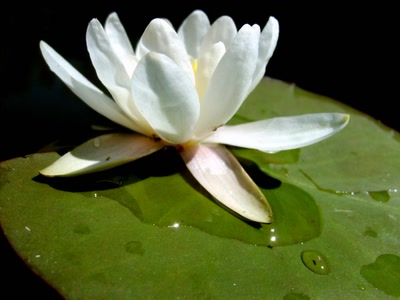 Œuvre de refletsdargent: explosion de blancheur